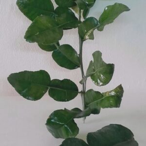 Hojas de lima kaffir ecológicas