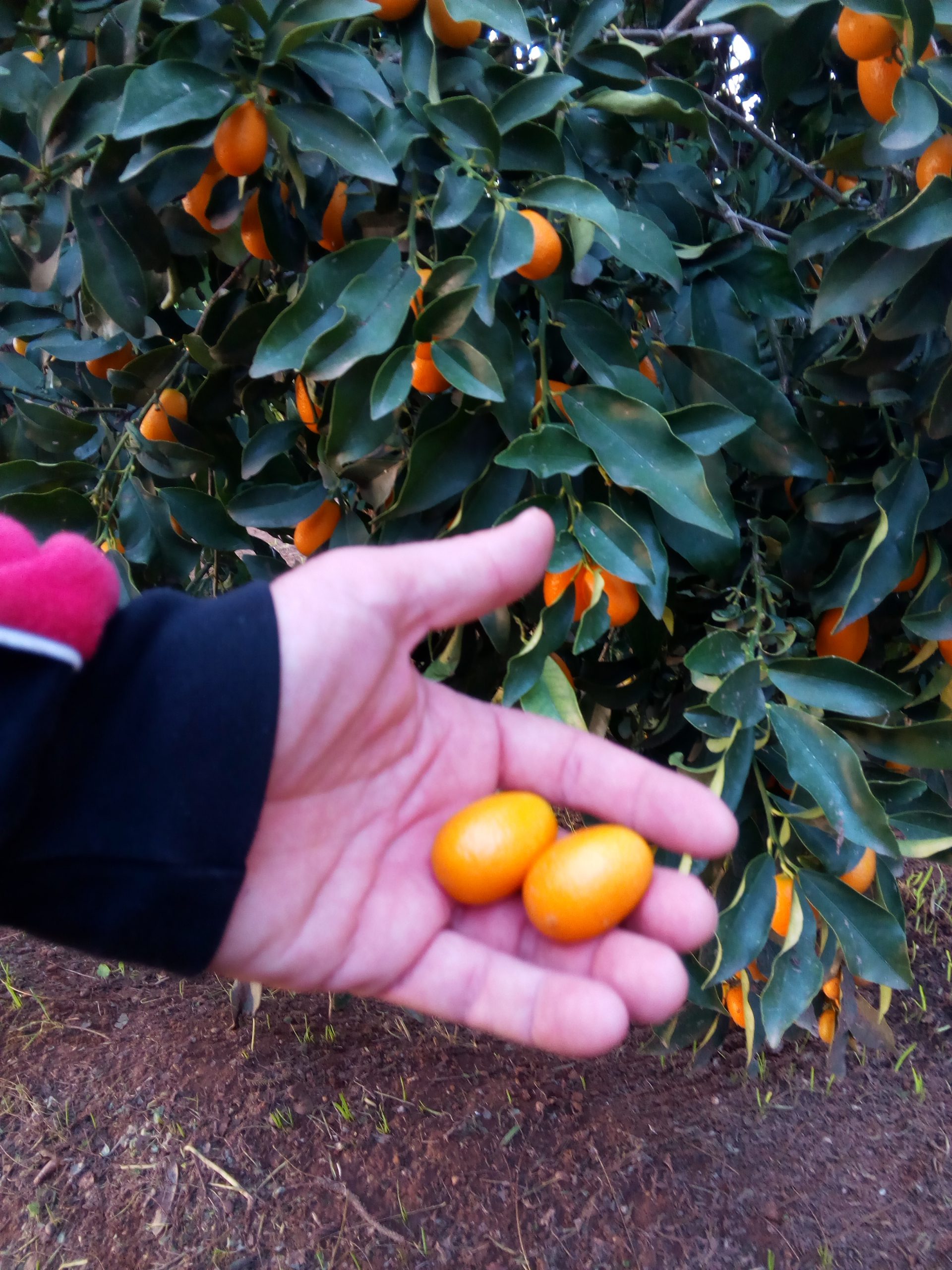 Mermelada de Kumquat Ecológico del Huerto San Eusebio - Imagen 3