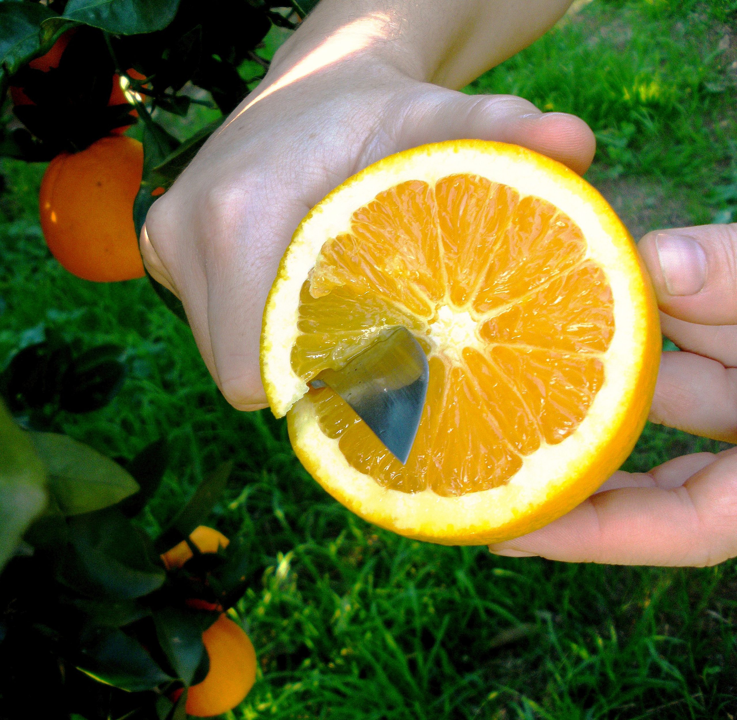 Naranjas Navelinas Caja de 10 Kg - Imagen 4